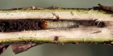 Kako obnoviti grm ribizle